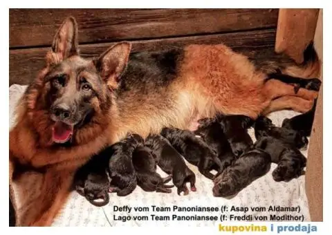 NEMAČKI OVČARI - šampionsko poreklo - veliki izbor! - 3/15