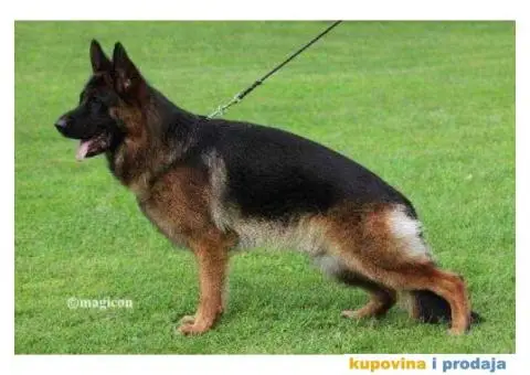 NEMAČKI OVČARI - šampionsko poreklo - veliki izbor! - 4/15