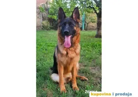 NEMAČKI OVČARI - šampionsko poreklo - veliki izbor! - 5/15