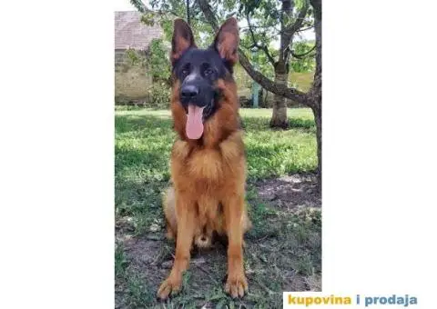 NEMAČKI OVČARI - šampionsko poreklo - veliki izbor! - 6/15
