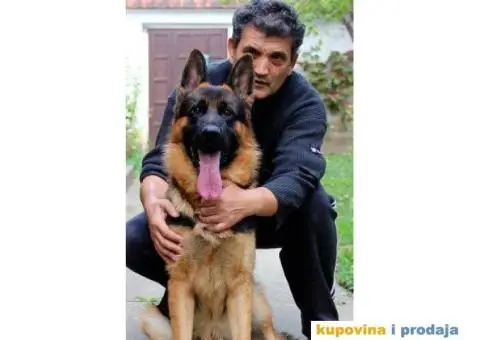 NEMAČKI OVČARI - šampionsko poreklo - veliki izbor! - 8/15