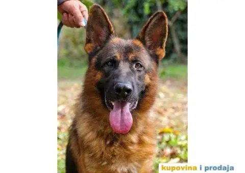 NEMAČKI OVČARI - šampionsko poreklo - veliki izbor! - 9/15