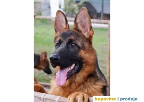 NEMAČKI OVČARI - šampionsko poreklo - veliki izbor! - 10/15