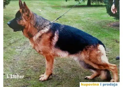 NEMAČKI OVČARI - šampionsko poreklo - veliki izbor! - 11/15