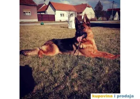 NEMAČKI OVČARI - šampionsko poreklo - veliki izbor! - 13/15