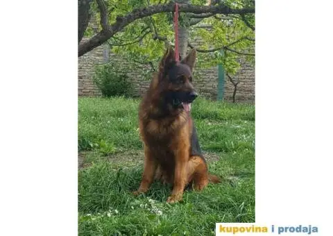 NEMAČKI OVČARI - šampionsko poreklo - veliki izbor! - 14/15