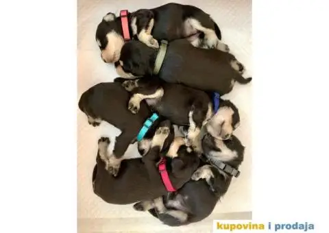 Patuljasti Snauceri stenci crno srebrni - 1/3