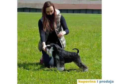 Patuljasti Snauceri stenci crno srebrni - 2/3