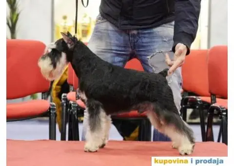 Patuljasti Snauceri stenci crno srebrni - 3/3