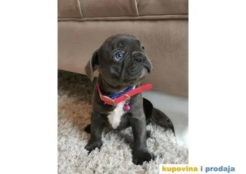 Francuski Buldog - 1/10