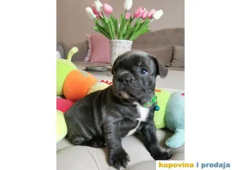Francuski Buldog - 2/10