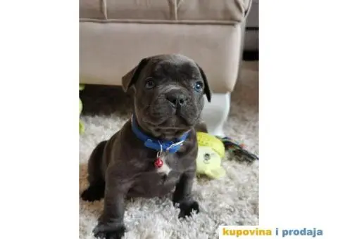 Francuski Buldog - 3/10