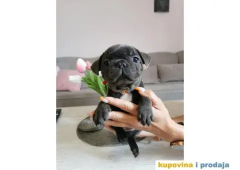 Francuski Buldog - 4/10