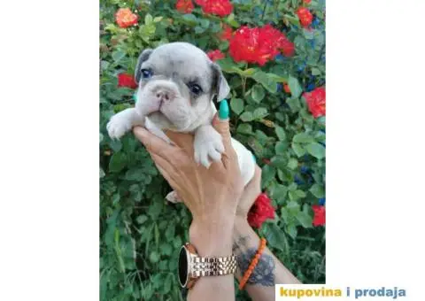 Francuski Buldog - 5/10