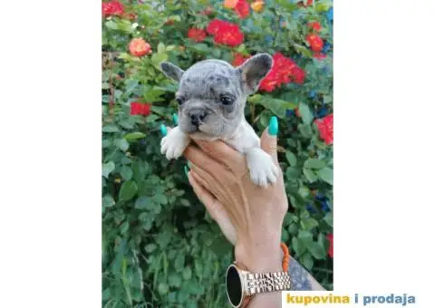 Francuski Buldog - 6/10