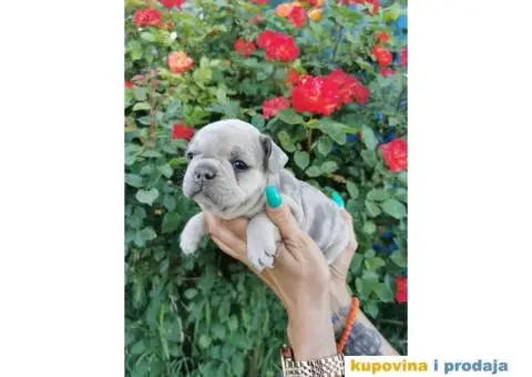 Francuski Buldog - 7/10