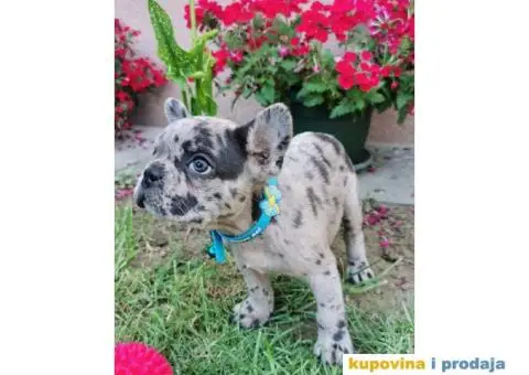 Francuski Buldog - 8/10