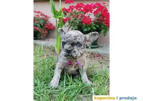 Francuski Buldog - 9/10