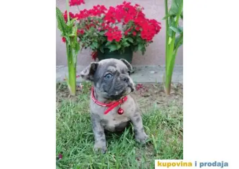 Francuski Buldog - 10/10
