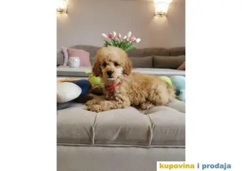 Patuljasta Pudla - 1/10