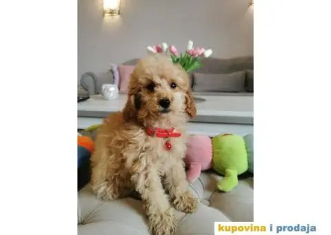 Patuljasta Pudla - 2/10