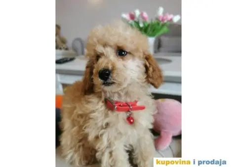 Patuljasta Pudla - 3/10