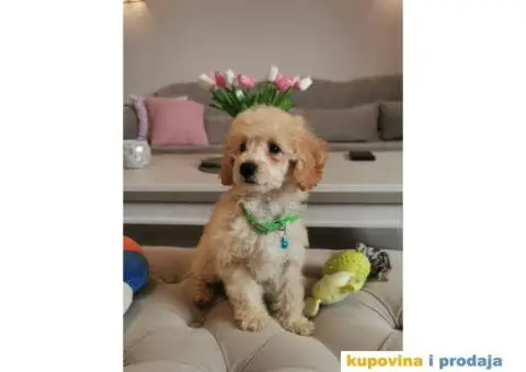 Patuljasta Pudla - 4/10