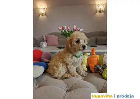 Patuljasta Pudla - 5/10