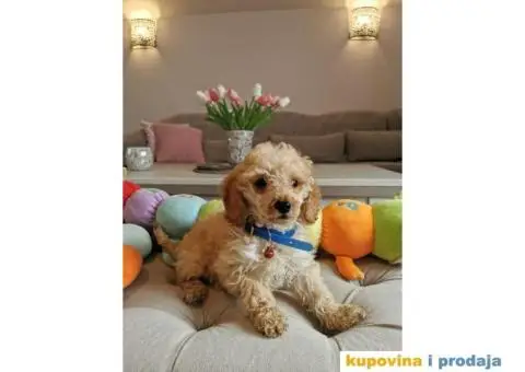 Patuljasta Pudla - 6/10