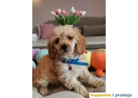 Patuljasta Pudla - 7/10