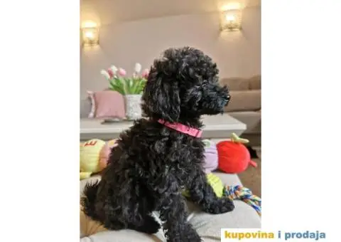 Patuljasta Pudla - 8/10