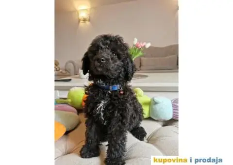 Patuljasta Pudla - 9/10