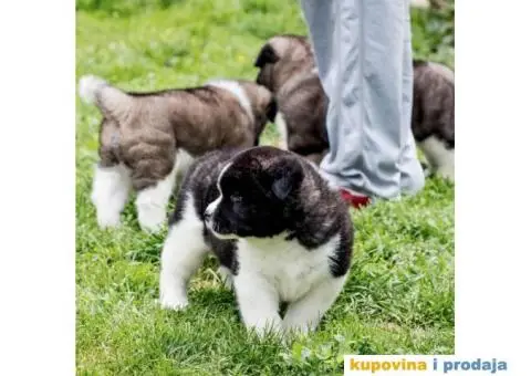 Američka Akita - 5/8