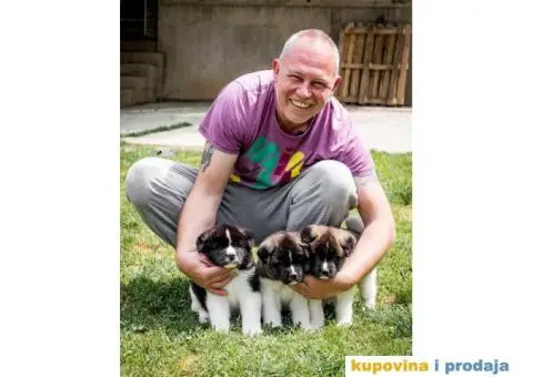 Američka Akita - 8/8