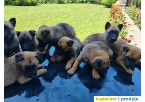 Belgijski ovčar - 1/12