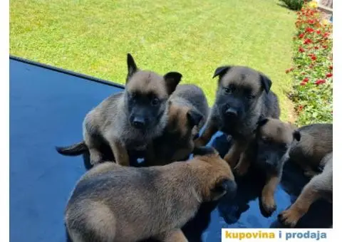 Belgijski ovčar - 2/12