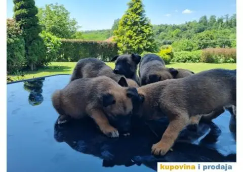 Belgijski ovčar - 3/12