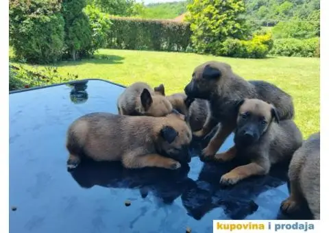 Belgijski ovčar - 4/12