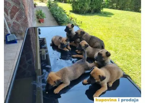 Belgijski ovčar - 5/12