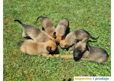 Belgijski ovčar - 6/12