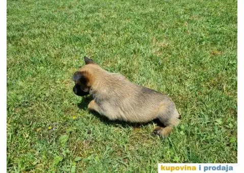 Belgijski ovčar - 7/12