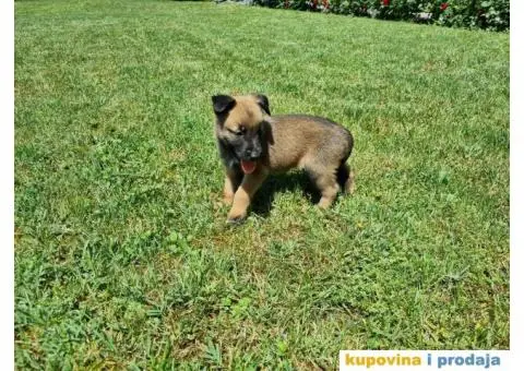 Belgijski ovčar - 8/12