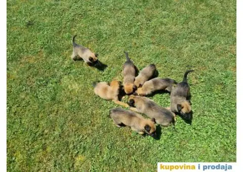 Belgijski ovčar - 9/12