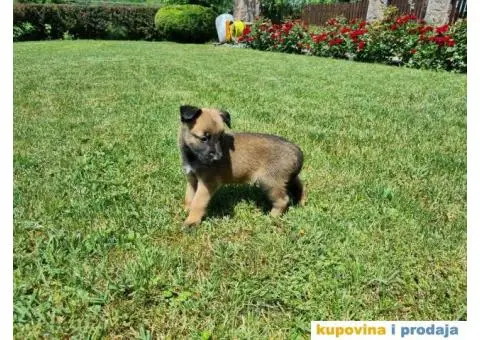 Belgijski ovčar - 10/12