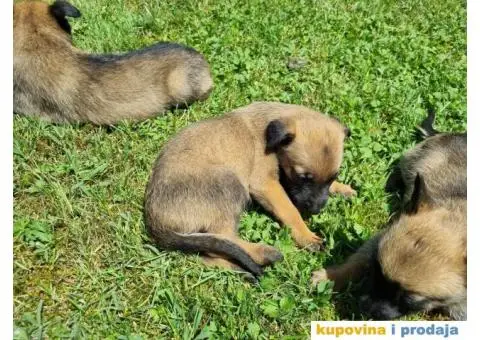 Belgijski ovčar - 11/12