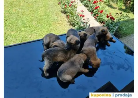 Belgijski ovčar - 12/12