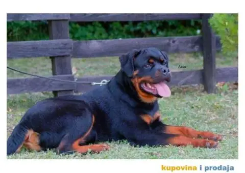 Rotvajler štenci - 1/6