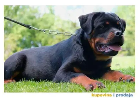 Rotvajler štenci - 3/6