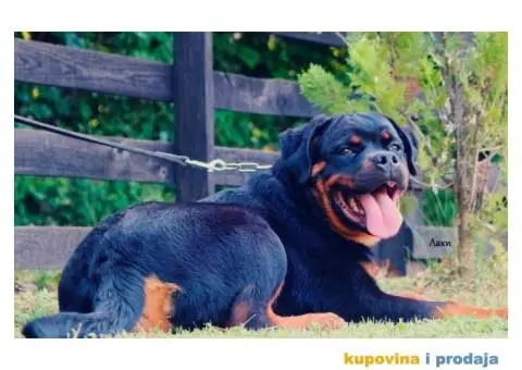 Rotvajler štenci - 4/6