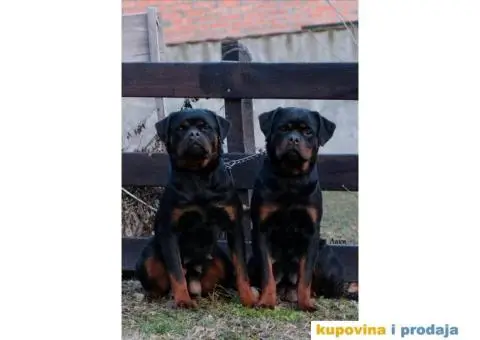 Rotvajler štenci - 5/6